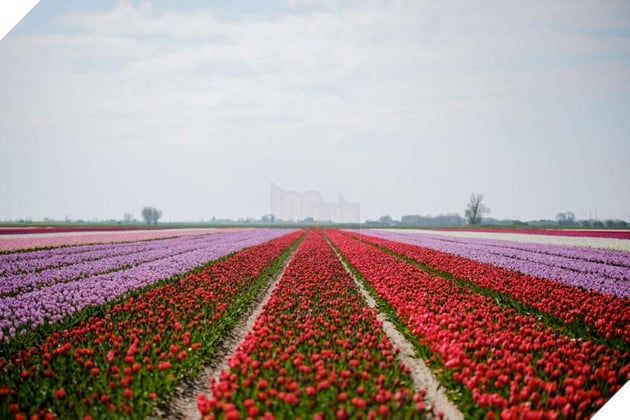 Cánh đồng hoa tulip với những màu sắc rực rỡ đã được sắp xếp khéo léo trong cảnh quay tại làng Munchkin, nơi xuất hiện trong phần mở đầu của Wicked.