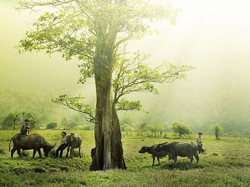 Vô cầu sở đắc - đạo lý sống an nhiên, không lo toan