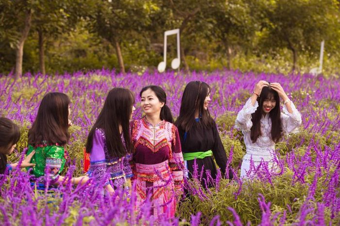 Khám phá vẻ đẹp tuyệt vời của thung lũng hoa Bắc Hà giữa cao nguyên Tây Bắc.