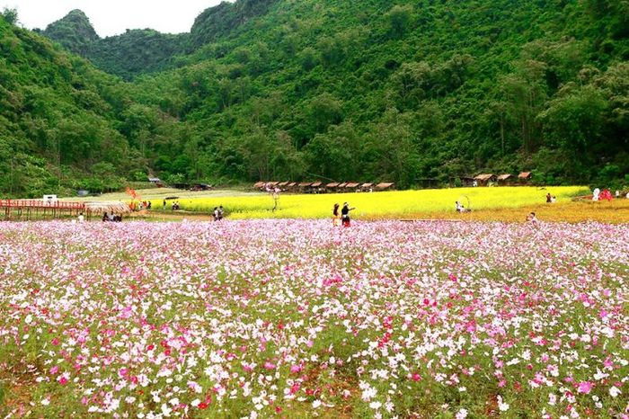 Khám phá vẻ đẹp tuyệt vời của thung lũng hoa Bắc Hà giữa cao nguyên hùng vĩ Tây Bắc.