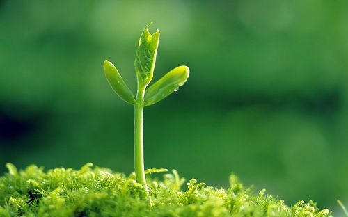 Hạnh phúc đến từ những nghiệp lành mà ta tạo ra.