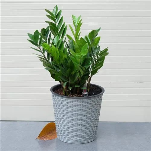 Cách xử lý khi bị dính độc cây Kim Tiền
