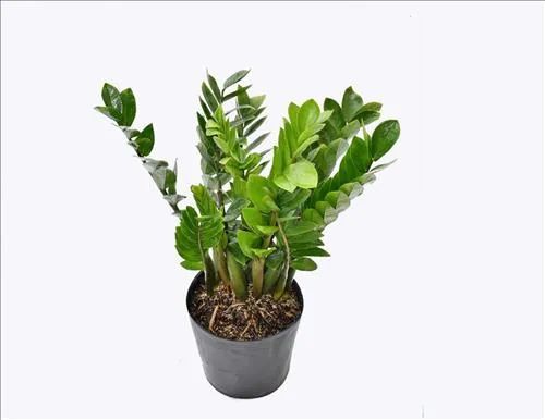 Cây Kim Tiền có độc không?