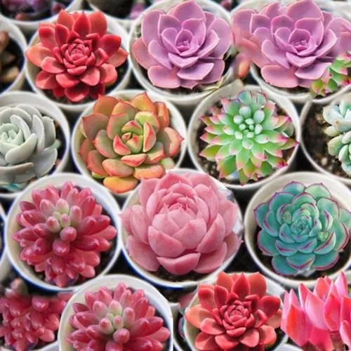 Sen đá có rất nhiều màu sắc khác nhau