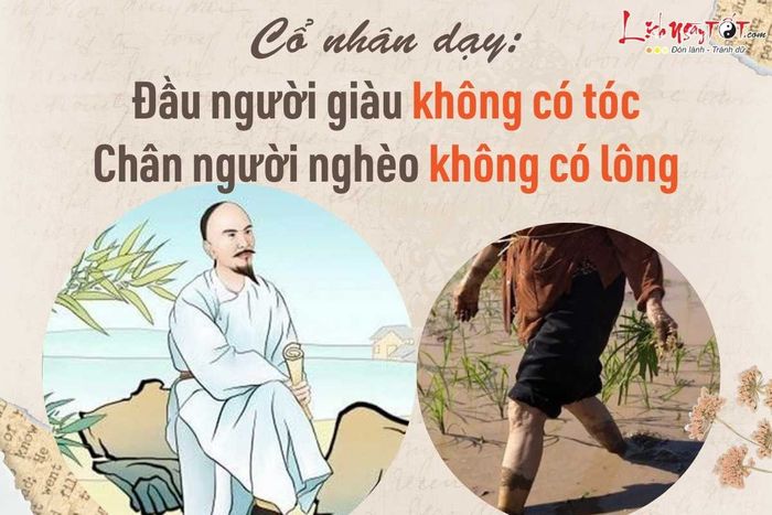 Đầu người giàu không có tóc, chân người nghèo không có lông.