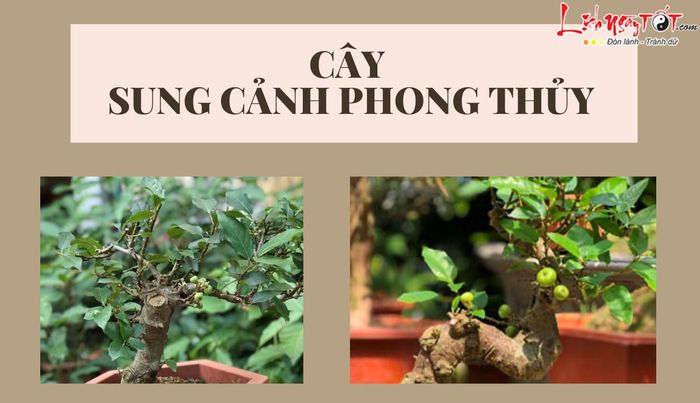 Cây sung phong thủy