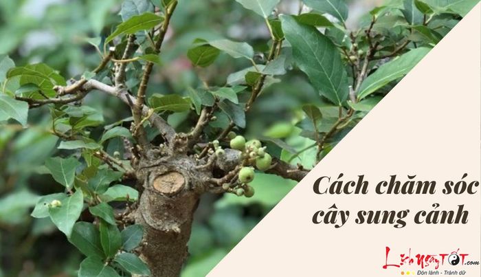 Cách trồng cây sung phong thủy