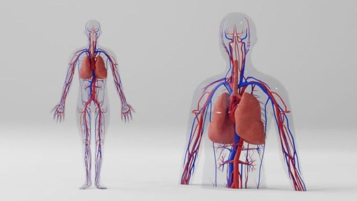 tai-phan-mem-anatomy-15
