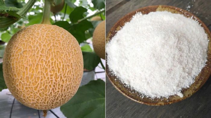 Hướng dẫn cách chế biến mứt dưa lưới sấy