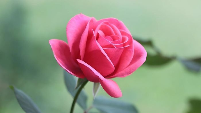 Hướng dẫn làm mứt hoa hồng khô và những lưu ý quan trọng