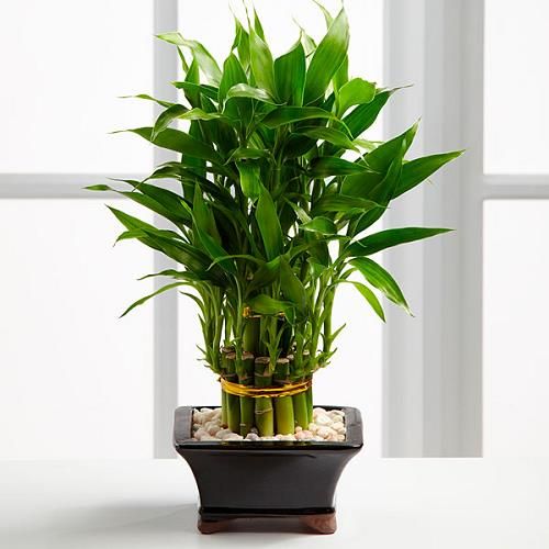 trồng cây cảnh