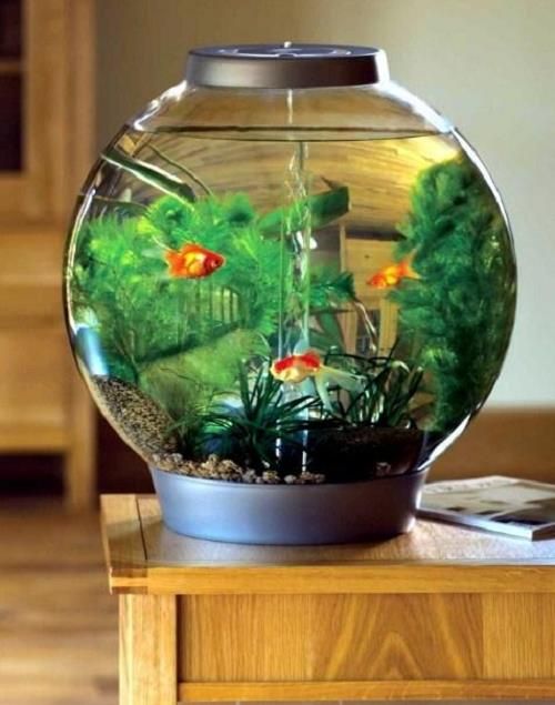 Bể cá vàng là một yếu tố phong thủy được nhiều người ưa chuộng, giúp mang lại may mắn và tài lộc cho gia đình. Nếu bạn đang tìm cách thay đổi không gian sống để đón tài lộc, hãy thử đặt một bể cá nhỏ trong nhà.