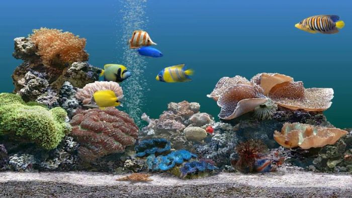 Trò chơi nuôi cá hấp dẫn và sinh động