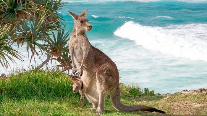 Kinh nghiệm du lịch Úc - khám phá đời sống hoang dã trên Đảo Kangaroo