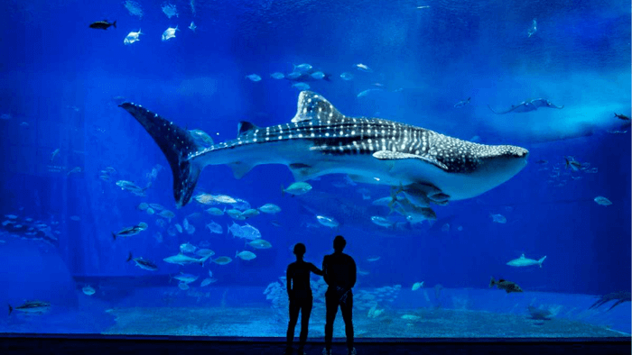 Thủy cung Aquarium de Lyon - điểm đến độc đáo và đầy ấn tượng