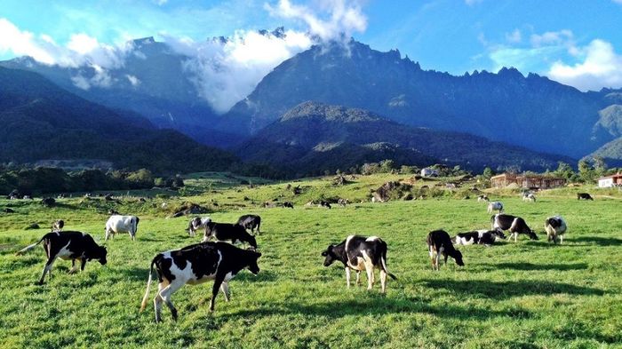 Trang Trại Núi Kinabalu tại Malaysia