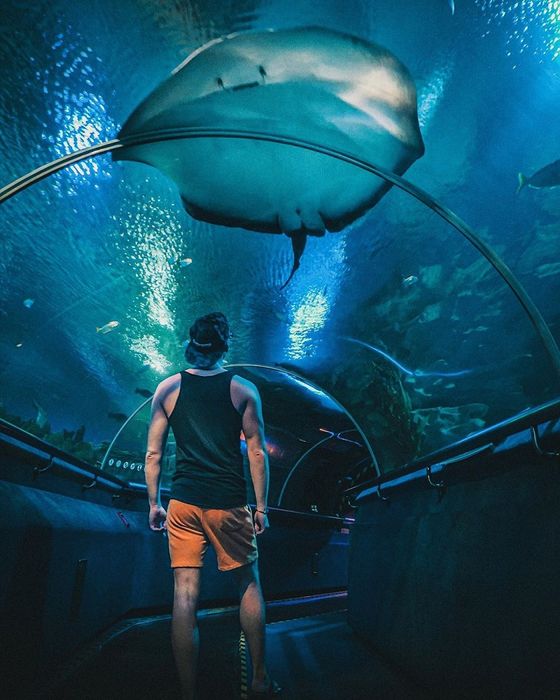 Thuỷ Cung Aquaria KLCC - Khám phá thế giới đại dương kỳ thú