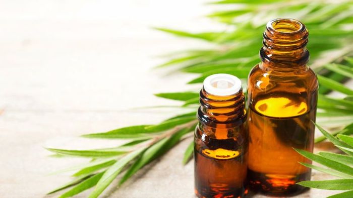 Tinh dầu tràm Úc mang lại nhiều lợi ích đa dạng
