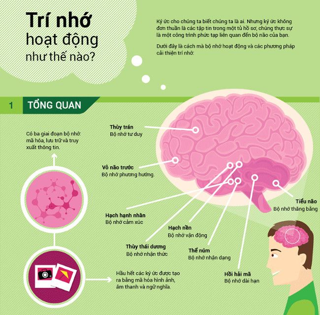 Nguyên lý hoạt động của trí nhớ khai báo