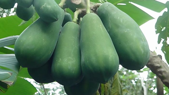 Làm mứt từ đu đủ xanh sẽ mang đến độ giòn ngon cho món mứt