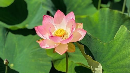 Tự thương hại và lười biếng