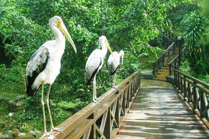 Vườn Chim KL là một điểm tham quan gần chùa Thiên Hậu.