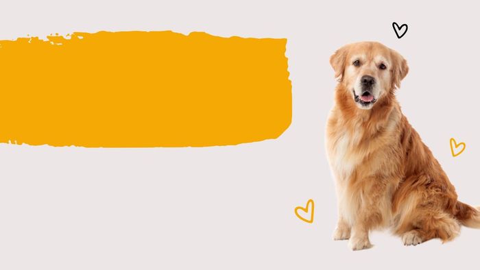 Hình nền Powerpoint hoàn hảo cho các bài thuyết trình, dễ nhìn và dễ tiếp cận