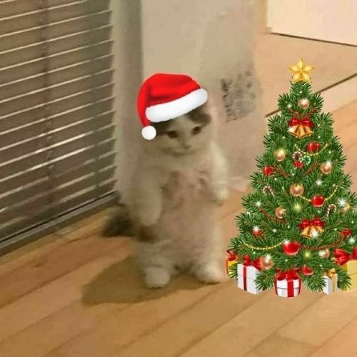 Avatar mèo Giáng sinh bên cây thông với vẻ mặt hờn dỗi