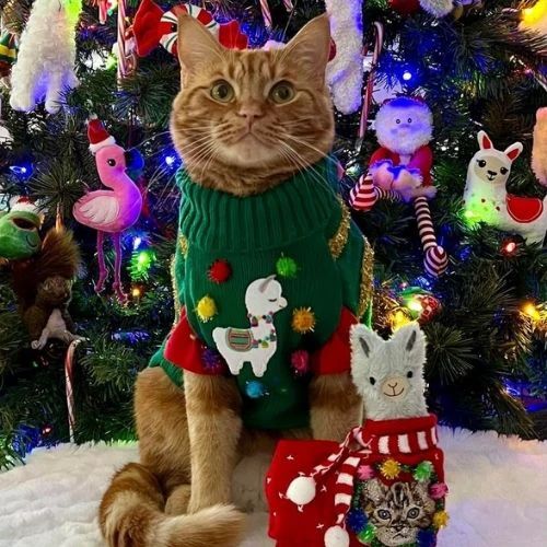 Avatar mèo Giáng sinh với cây thông và một chú cừu dễ thương