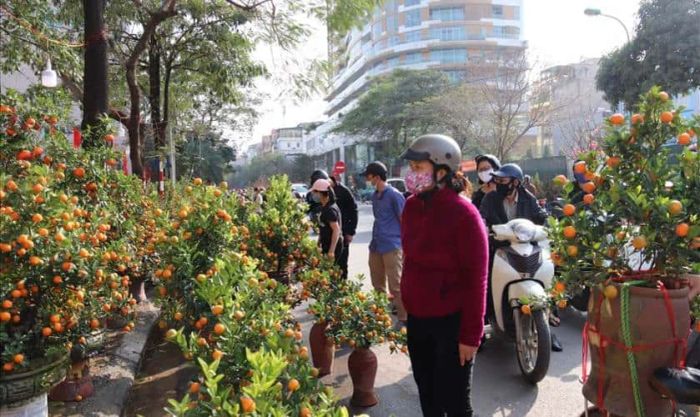 Mẹo để chọn cây quất đẹp cho Tết 2025