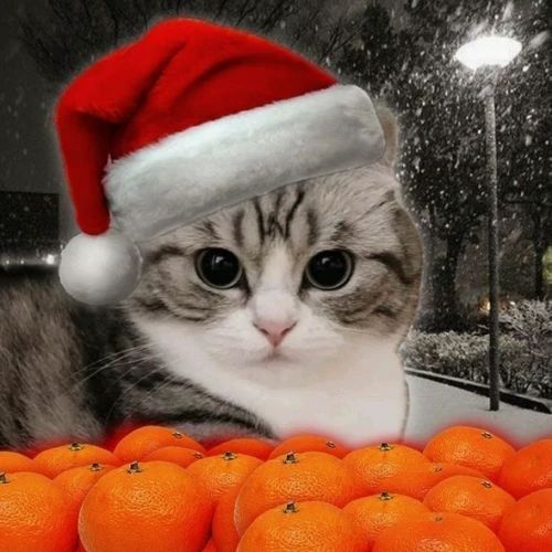 Avatar mèo Giáng sinh meme trong không gian tuyết rơi cùng quả cam tươi sáng