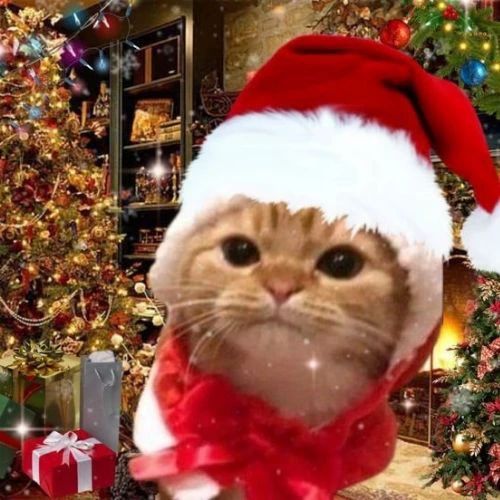 Avatar mèo Giáng sinh với chiếc mũ đỏ đặc trưng của ông già Noel