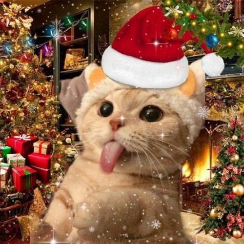 Avatar mèo Giáng sinh meme trong khung cảnh tuyết rơi, đang liếm lông