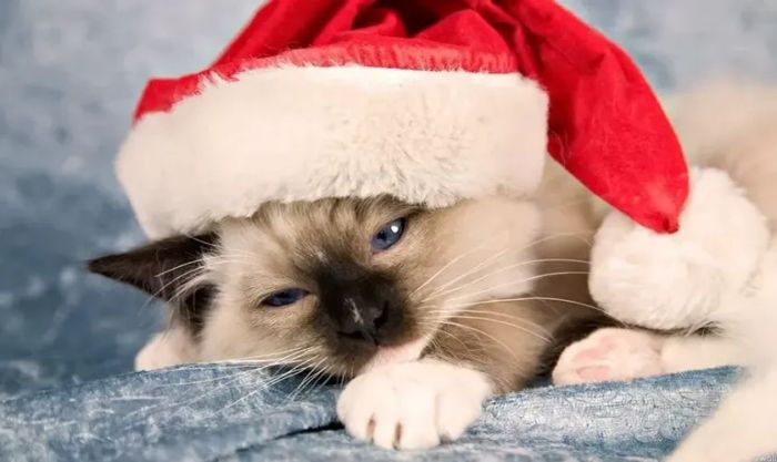 Hình ảnh chú mèo buồn trong không gian Giáng sinh, tạo nên một bức tranh nhẹ nhàng và u buồn