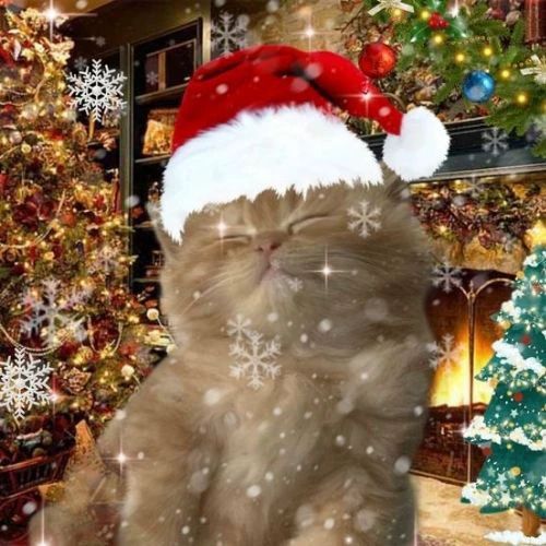 Avatar mèo Giáng sinh meme trong không gian tuyết rơi, tràn đầy niềm vui