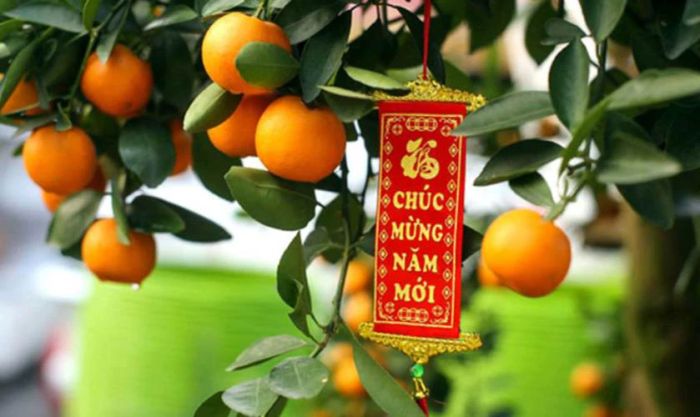 Trang trí cây quất với câu đối đỏ