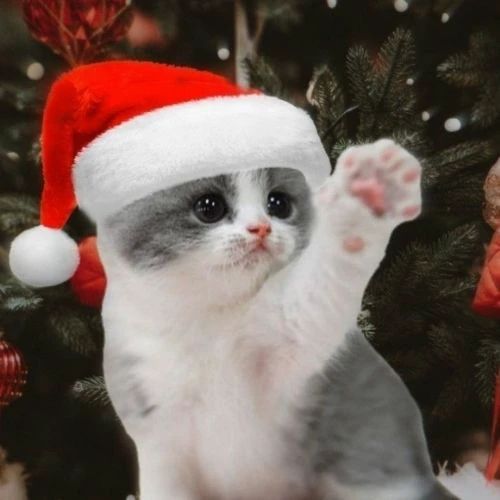 Avatar mèo Giáng sinh với mũ ông già Noel giơ tay vui vẻ