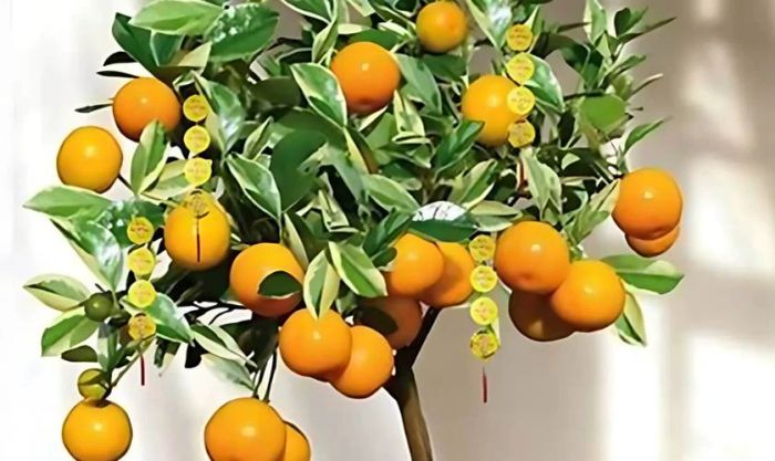 Trang trí cây quất ngày Tết với dây treo đồng xu như thế nào?