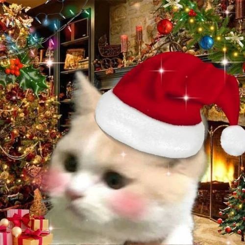 Avatar mèo Giáng sinh meme giữa không gian tuyết rơi