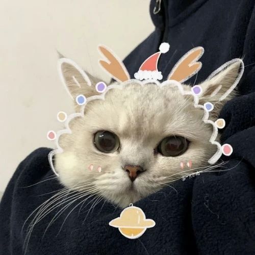 Avatar đôi mèo Giáng sinh cực kỳ cưng xỉu