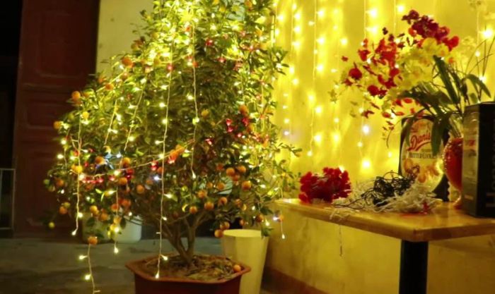 Cách trang trí cây quất với đèn LED như thế nào?
