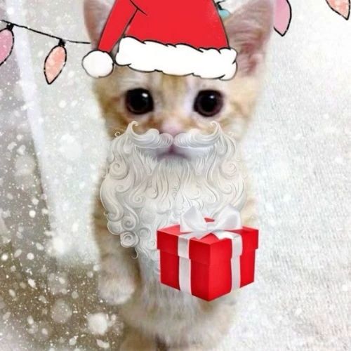Avatar mèo Giáng sinh meme trong khung cảnh tuyết rơi trao tặng món quà ấm áp