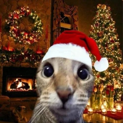 Avatar mèo Giáng sinh với mũ ông già Noel