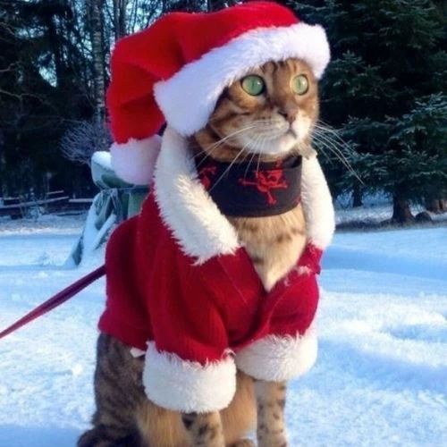 Avatar mèo Giáng sinh với bộ trang phục Noel đầy ngạc nhiên và thú vị