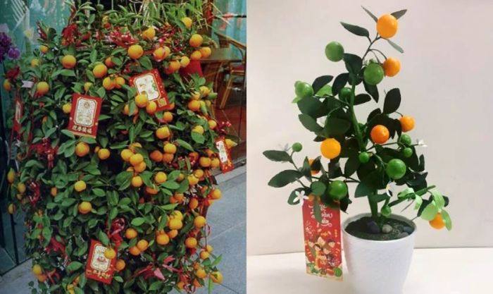 Trang trí cây quất với bao lì xì
