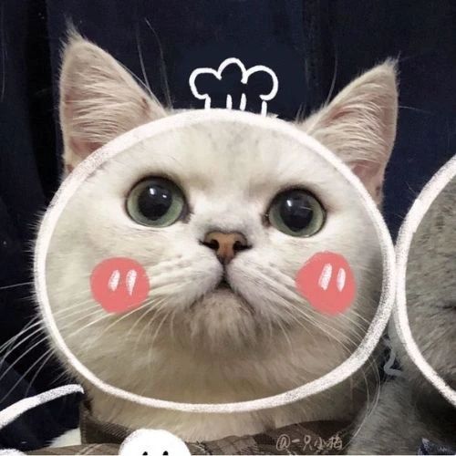 Avatar đôi mèo Giáng sinh cực dễ thương