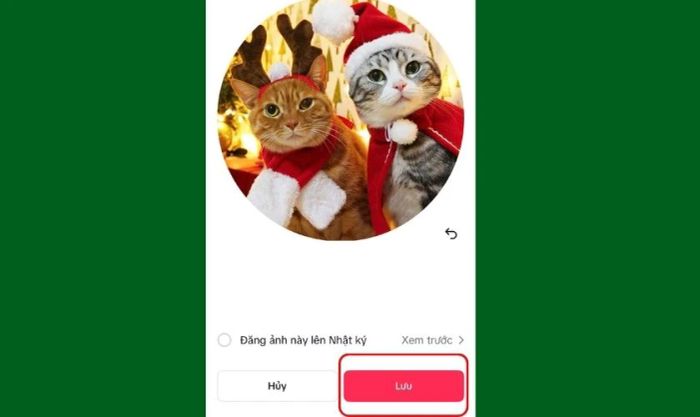 Cài đặt avatar mèo Giáng sinh trên TikTok