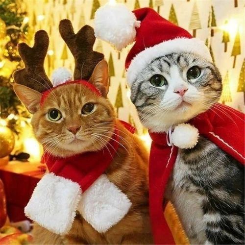 Avatar mèo Giáng sinh với trang phục siêu yêu thích và đáng yêu