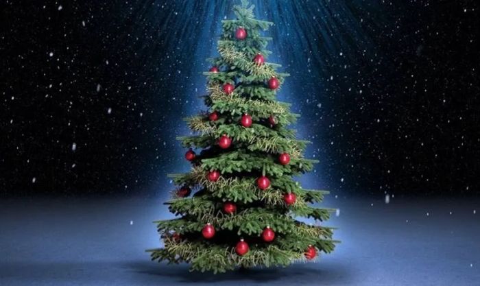 Những hình ảnh cây thông Noel tuyệt đẹp với ánh sáng rực rỡ