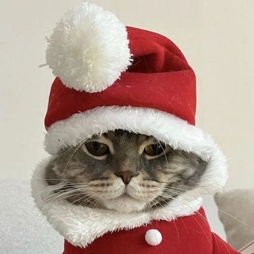 Avatar mèo Giáng sinh với mũ ông già Noel mang vẻ mặt lạnh lùng